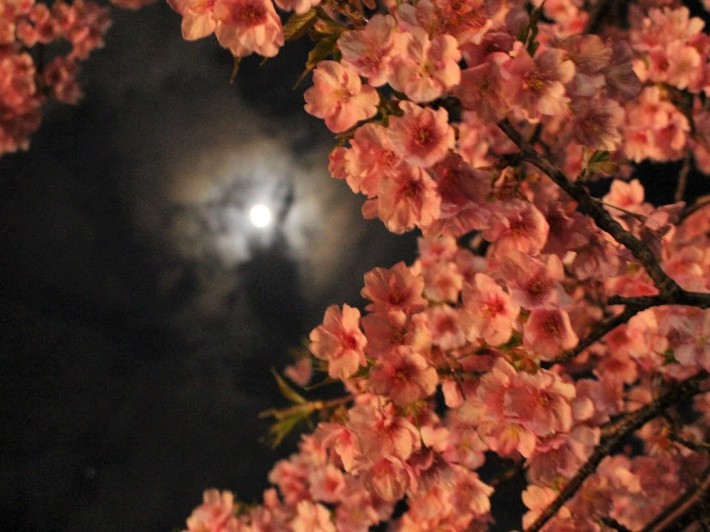 河津桜まつり　夜桜と月